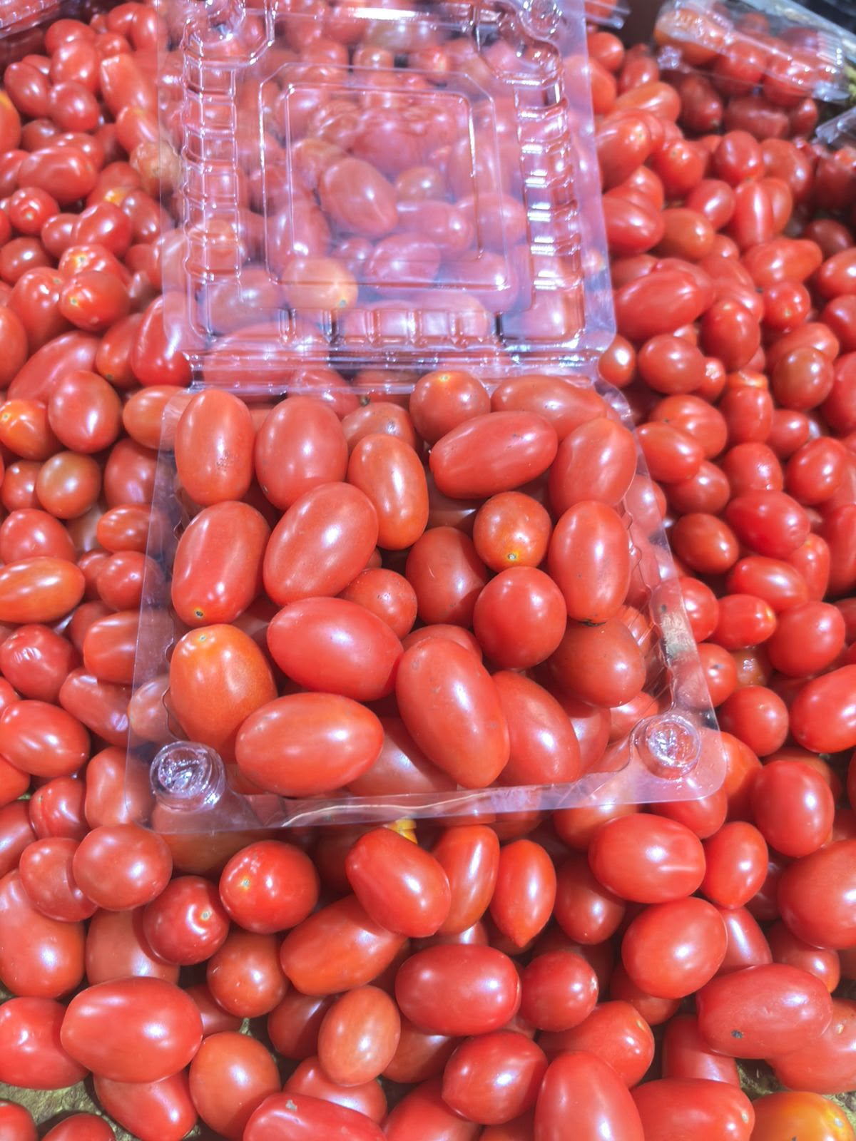 Tomate grape